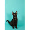 Savage Widetone Seamless Background Paper (#47 Baby Blue, 53" x 18')