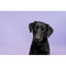 Savage Widetone Seamless Background Paper (#29 Orchid, 53" x 18')