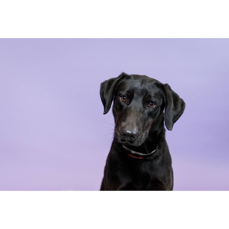 Savage Widetone Seamless Background Paper (