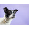 Savage Widetone Seamless Background Paper (