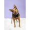 Savage Widetone Seamless Background Paper (