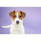 Savage Widetone Seamless Background Paper (