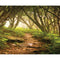 Click Props Backdrops Forest Path Backdrop (8 x 9.8')