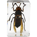 Celestron 3D Bug Specimen Kit