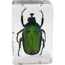 Celestron 3D Bug Specimen Kit