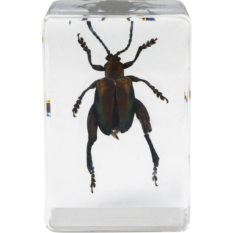 Celestron 3D Bug Specimen Kit