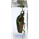 Celestron 3D Bug Specimen Kit