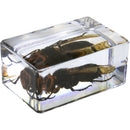 Celestron 3D Bug Specimen Kit