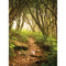 Click Props Backdrops Forest Path Backdrop (7 x 9.5')