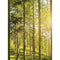 Click Props Backdrops Sunshine Forest Backdrop (7 x 9.5')
