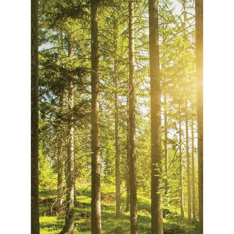 Click Props Backdrops Sunshine Forest Backdrop (7 x 9.5')