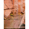 Click Props Backdrops Arizona Rock Wall Backdrop (7 x 9.5')