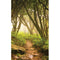 Click Props Backdrops Forest Path Backdrop (5 x 8')