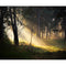 Click Props Backdrops Forest Sunshine Backdrop (8 x 9.8')