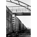 Film Photography Project Wolfman 35 Black and White Negative Film (35mm Roll Film, 24 Exposures)