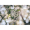 Meyer-Optik Gorlitz Trioplan 100mm f/2.8 II Lens for FUJIFILM X