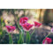 Meyer-Optik Gorlitz Trioplan 100mm f/2.8 II Lens for FUJIFILM X
