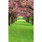 Click Props Backdrops Blossom Tree Path Backdrop (9 x 15')