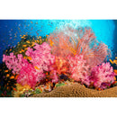 Ikelite DS230 213W Underwater TTL Strobe with Video Light (Australian Power Supply)