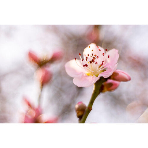 Meyer-Optik Gorlitz Trioplan 50mm f/2.8 II Lens for Canon RF