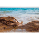 Meyer-Optik Gorlitz Trioplan 50mm f/2.8 II Lens for Canon RF