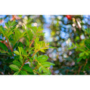 Meyer-Optik Gorlitz Trioplan 50mm f/2.8 II Lens for Canon RF