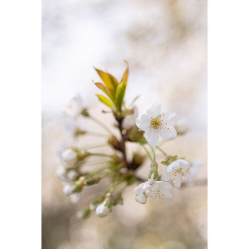 Meyer-Optik Gorlitz Trioplan 50mm f/2.8 II Lens for Canon RF