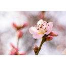 Meyer-Optik Gorlitz Trioplan 50mm f/2.8 II Lens for Nikon Z