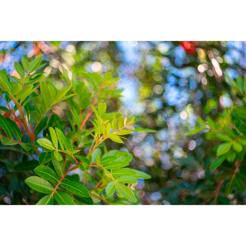 Meyer-Optik Gorlitz Trioplan 50mm f/2.8 II Lens for Nikon Z