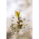 Meyer-Optik Gorlitz Trioplan 50mm f/2.8 II Lens for Nikon Z