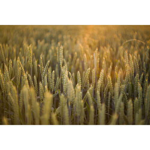 Meyer-Optik Gorlitz Biotar 58mm f/1.5 II Lens for Sony E