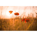 Meyer-Optik Gorlitz Biotar 58mm f/1.5 II Lens for Sony E