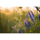 Meyer-Optik Gorlitz Biotar 58mm f/1.5 II Lens for Sony E