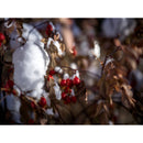 Hasselblad ND8 Filter (62mm)